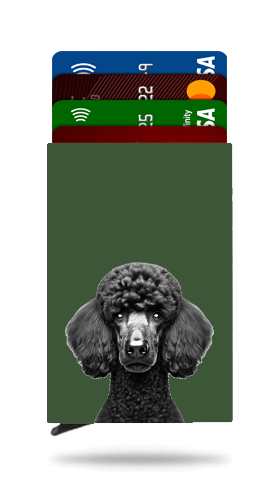 Standard Poodle