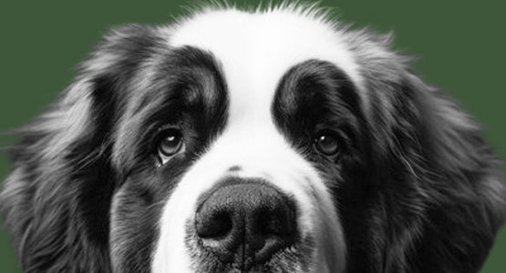 Dogs