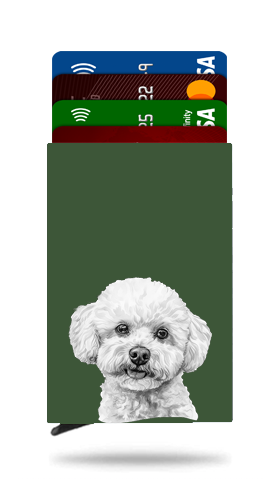 Bichon Frise