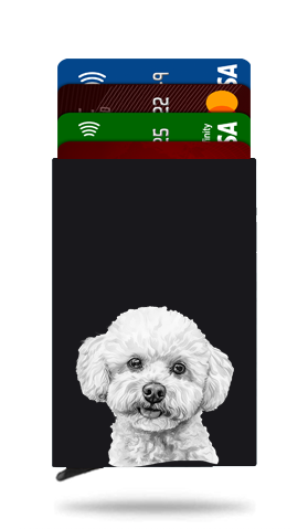 Bichon Frise