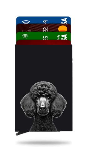 Standard Poodle