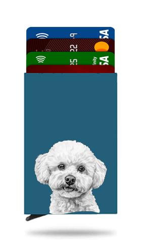 Bichon Frise